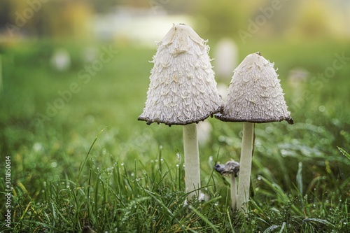 Coprinus comatus (Shaggy ink cap) mushrooms in grass.