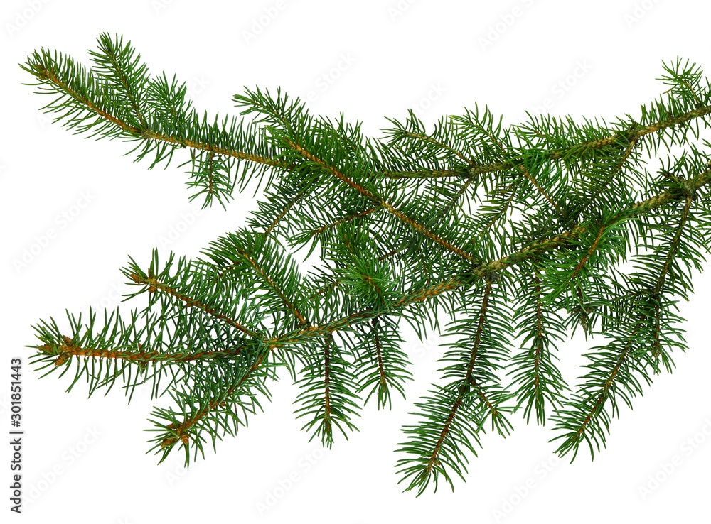 fir tree branches isolated. Branch tree, fir evergreen twig to xmas holiday . isolated on white without shadow fir tree branches isolated. Branch tree, fir evergreen twig to xmas holiday . isolated on white without shadow