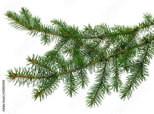 fir tree branches isolated. Branch tree, fir evergreen twig to xmas holiday . isolated on white without shadow