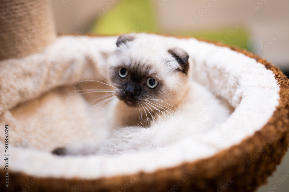 kitten scottish british cat burma munchkin animals kitten scottish british cat burma munchkin animals