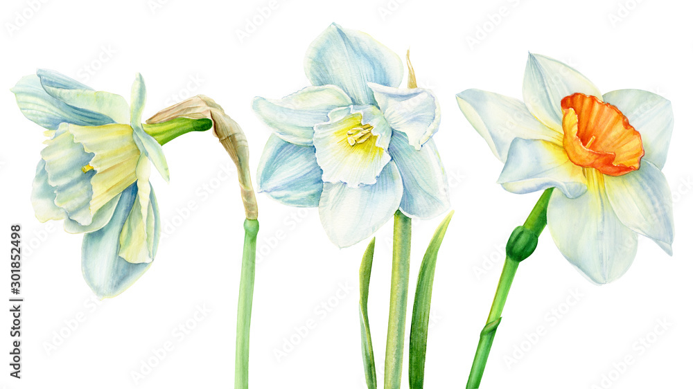 set of daffodil on an isolated white background, spring watercolor flower, botanical illustration