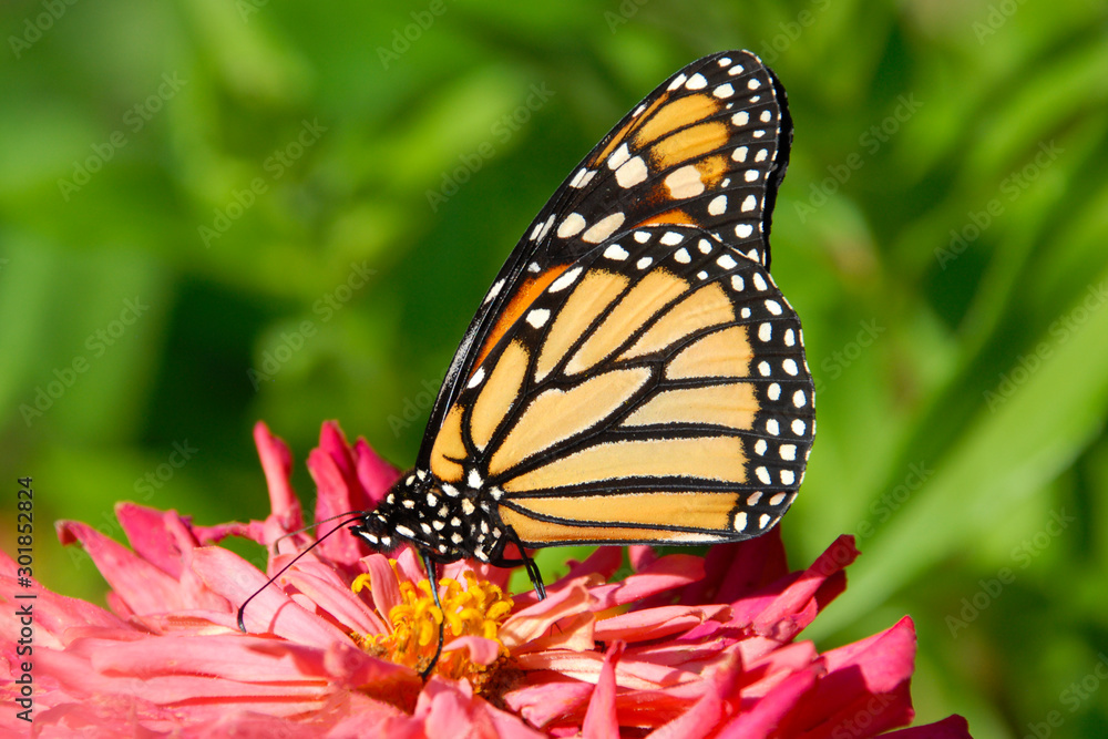 close up of a monarch butterfly feeding on a pink flower in the garden. close up of a monarch butterfly feeding on a pink flower in the garden.