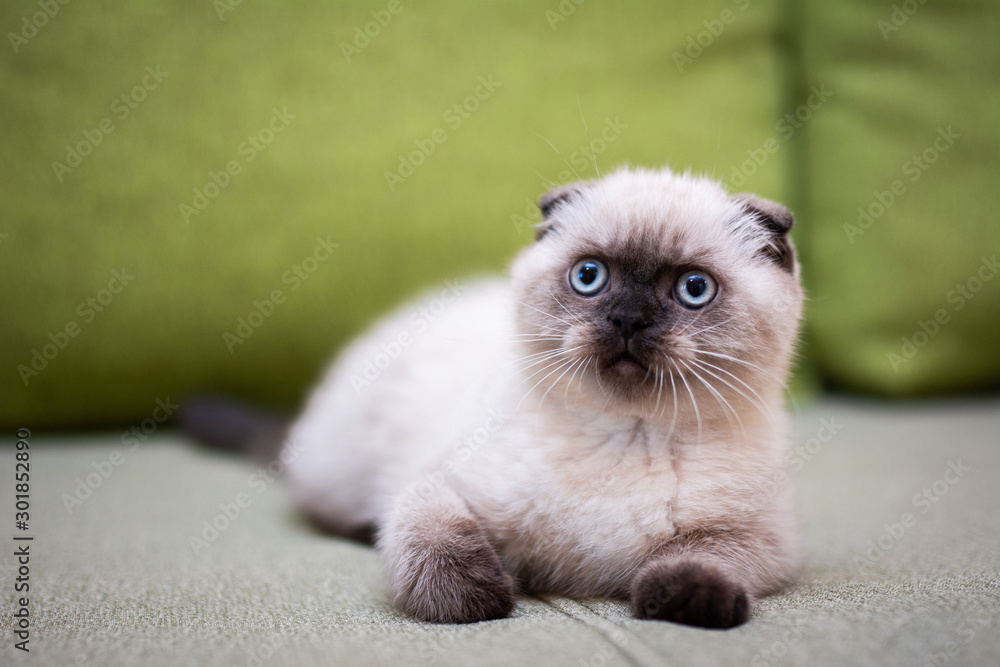 kitten scottish british cat burma munchkin animals kitten scottish british cat burma munchkin animals