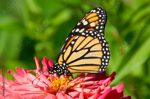 close up of a monarch butterfly feeding on a pink flower in the garden. © Janice Higgins