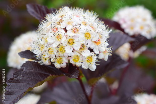 Red-leaved Spirea bush and white flowers