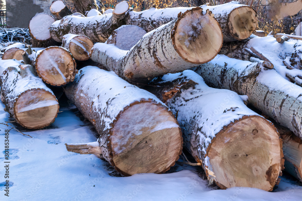 Sawn tree trunks covered with snow. Trunks of large trees in the winter season.