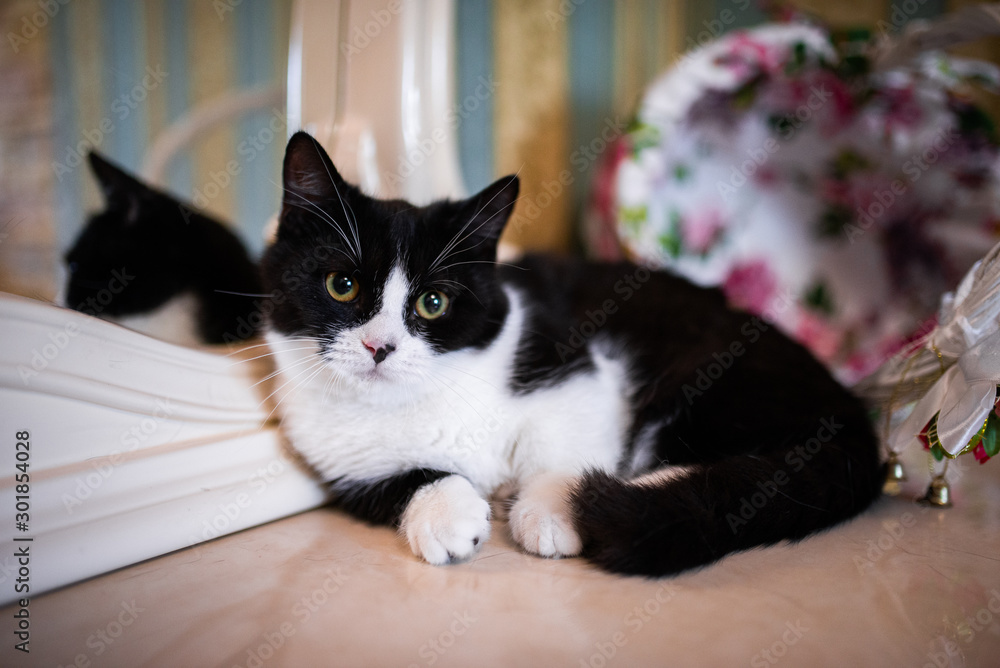 kitten scottish british cat burma munchkin animals kitten scottish british cat burma munchkin animals