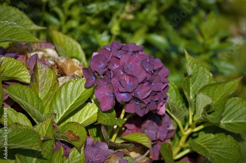 flowers in the garden
