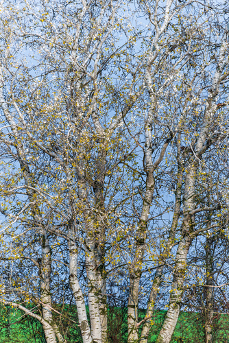 The white birch tree contrasts with the blue sky background. On the branches of a birch, autumn yellow leaves and several birds.