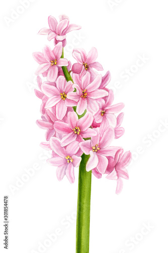 pink flower  watercolor hyacinth  spring plant on an isolated white background  botanical painting