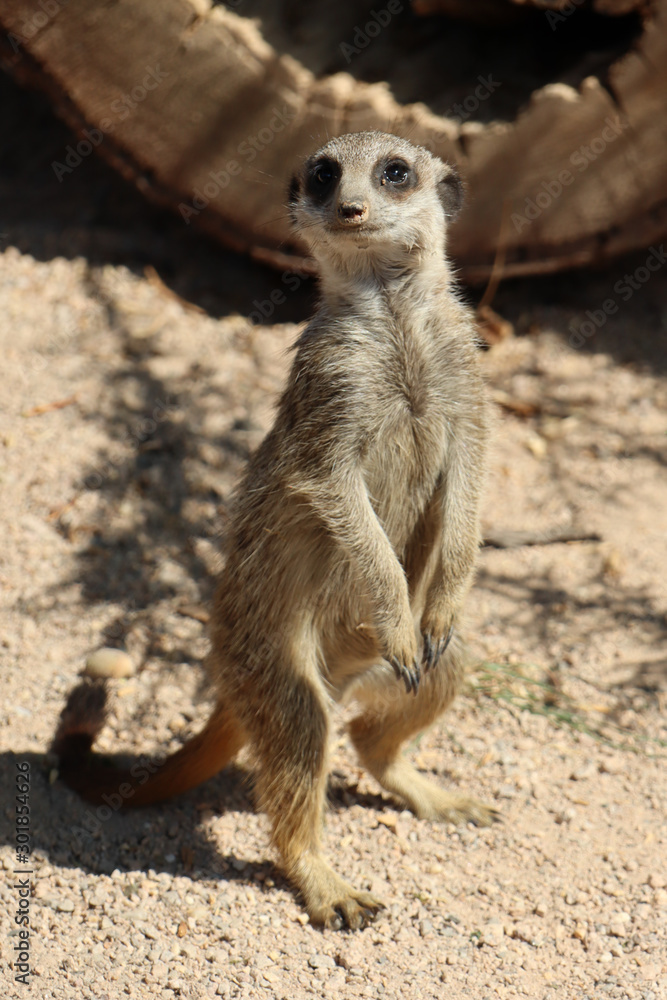 Meerkat Meerkat
