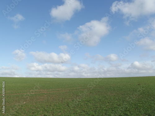 green field and blue sky