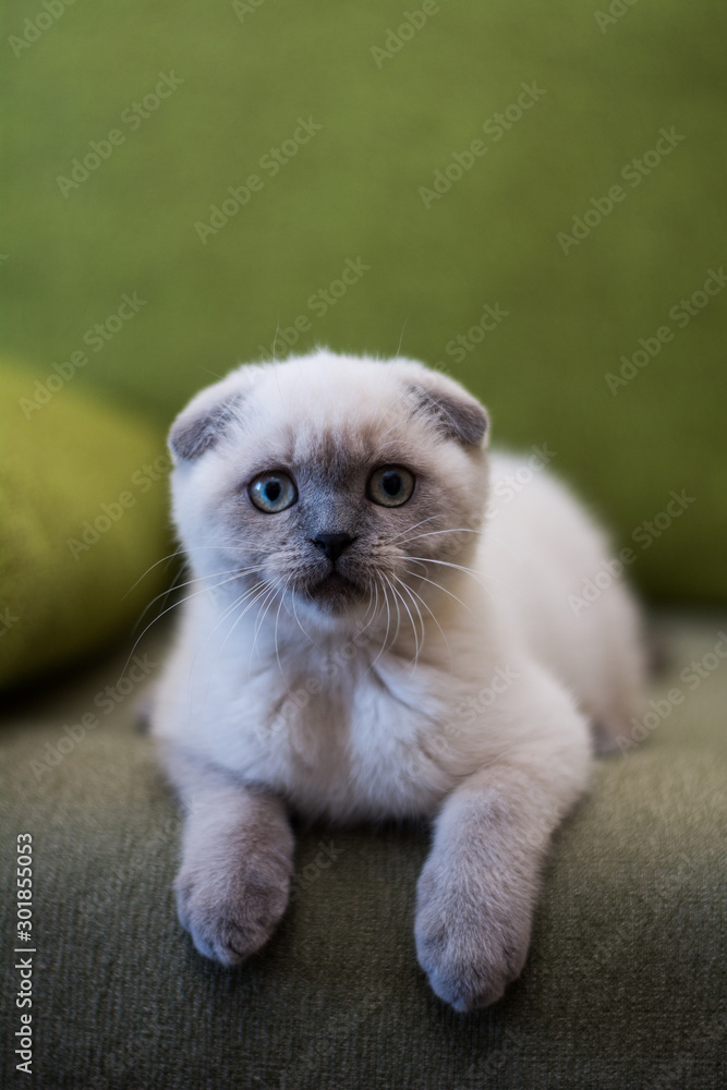 Fototapeta premium kitten scottish british cat burma munchkin animals