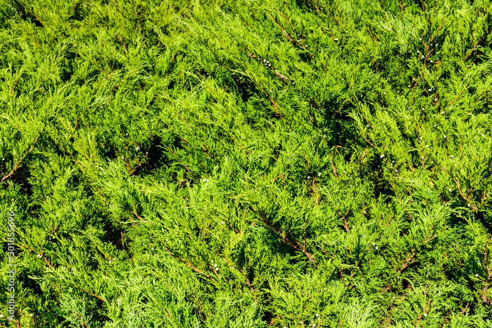 Background of the evergreen juniper bushes. Natural pattern Background of the evergreen juniper bushes. Natural pattern