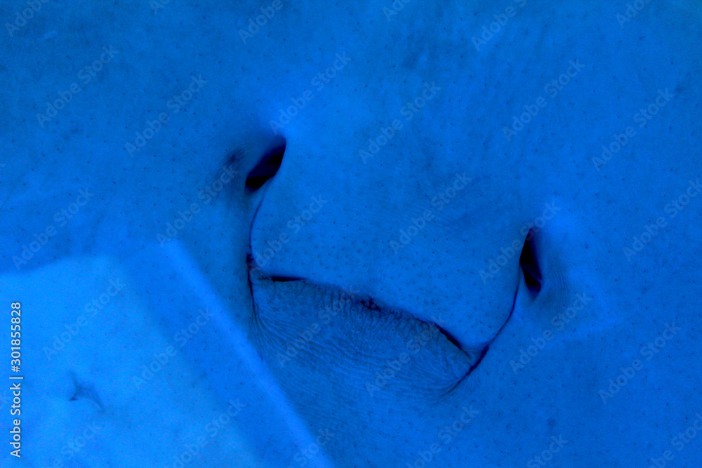 Sea Devil Smile