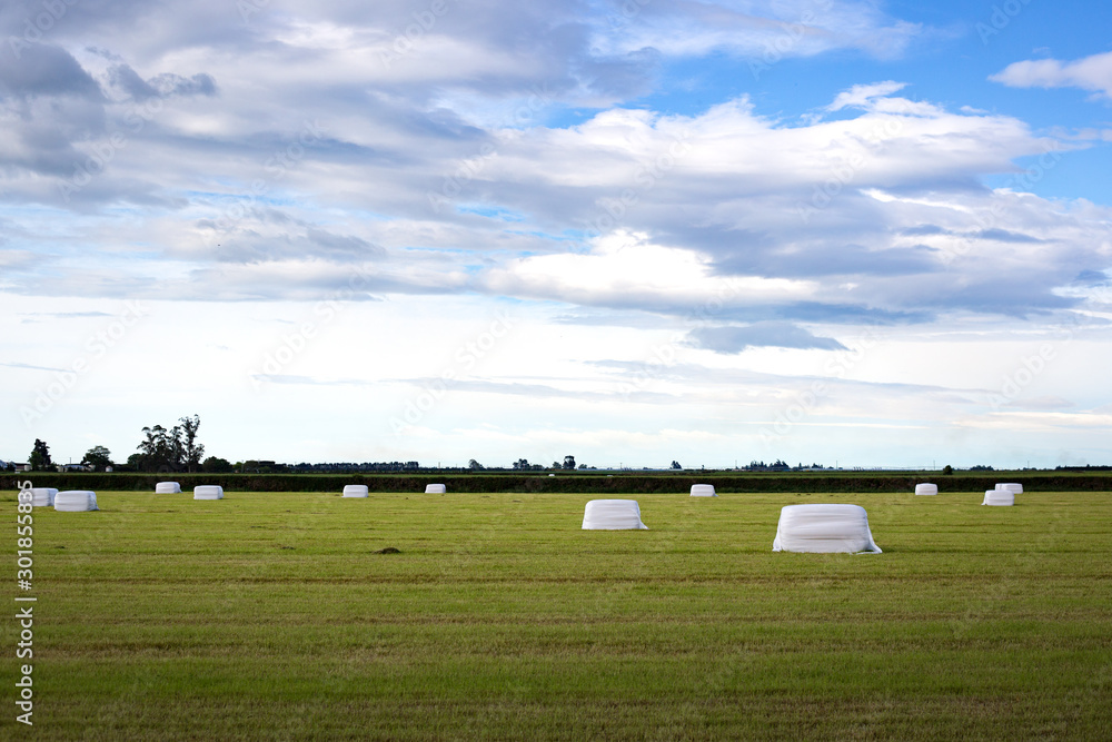 Freshly mown grass is baled and wrapped in white plastic as silage for animal feed during winter, on a New Zealand farm