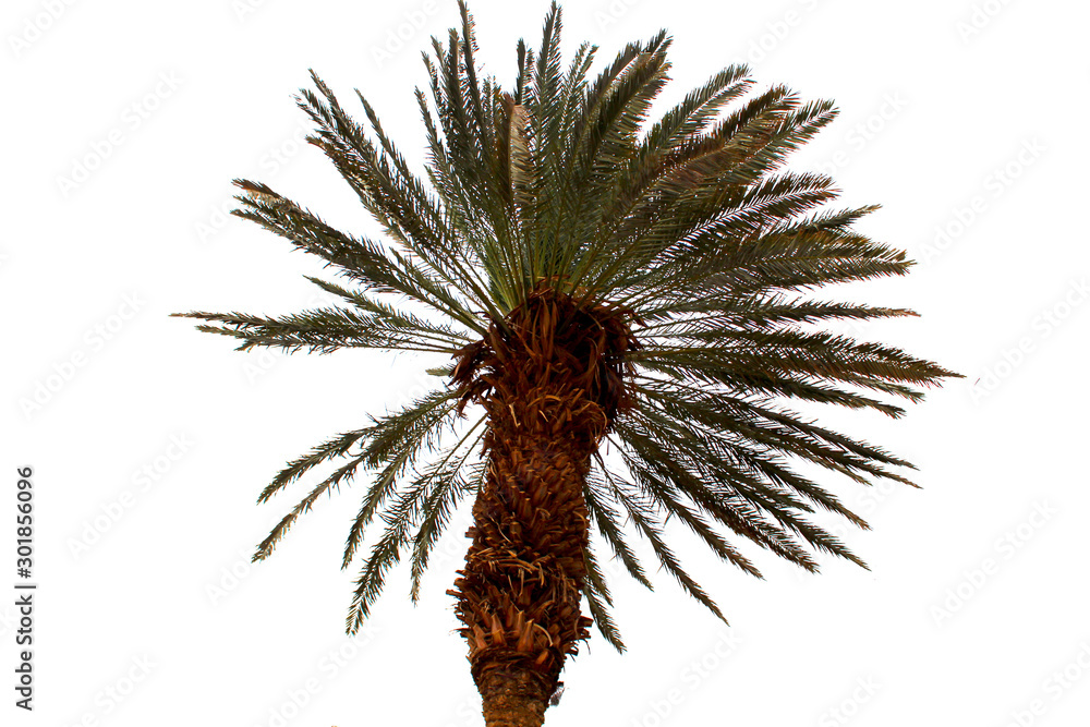 Palm