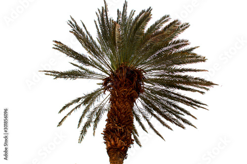 Obraz na płótnie Palm w salonie