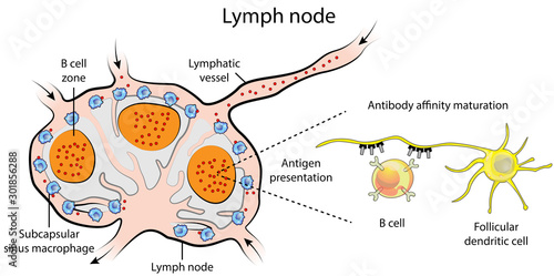 Lymph node biomedical illustration showing antigen presentation photo