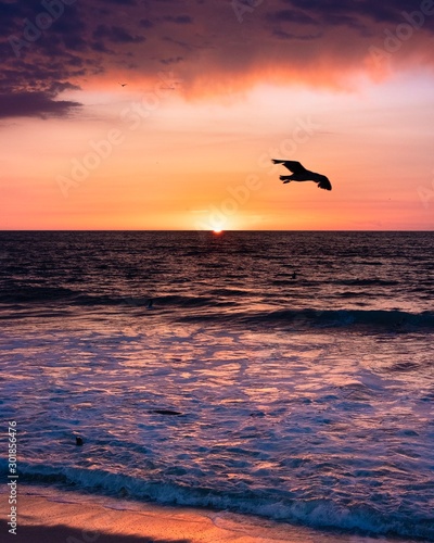 silhouette of bird at sunset