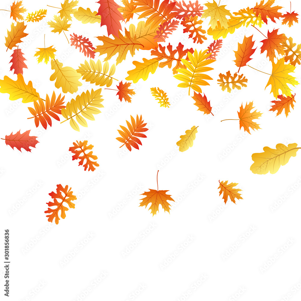 Oak, maple, wild ash rowan leaves vector, autumn foliage on white background. Oak, maple, wild ash rowan leaves vector, autumn foliage on white background.