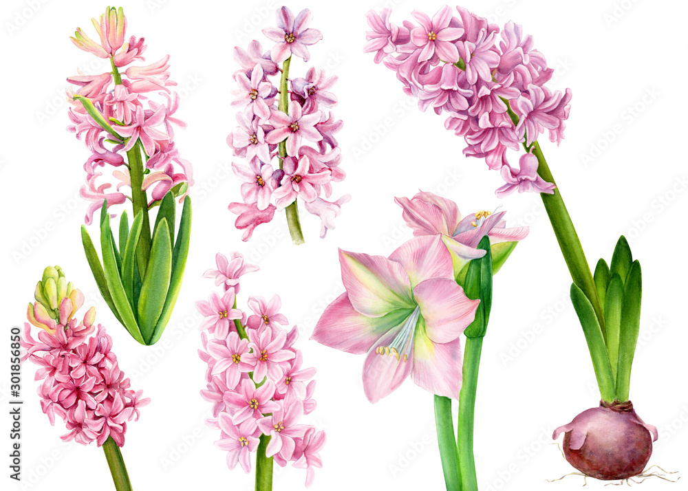set of watercolor pink flower, hyacinths, lily, amarilis on an isolated white background, botanical painting