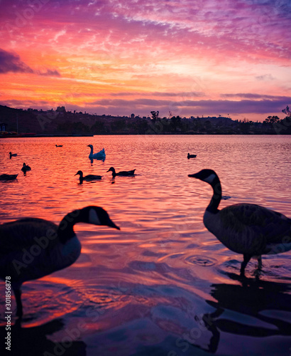 swan on lake at sunset