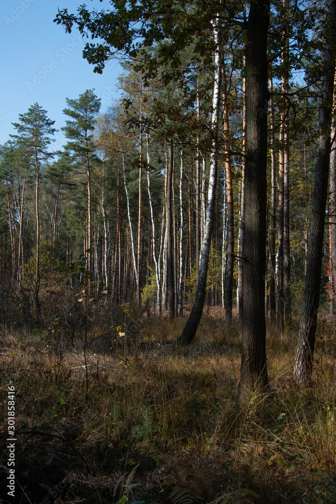 Fototapeta premium Jesienne klimaty