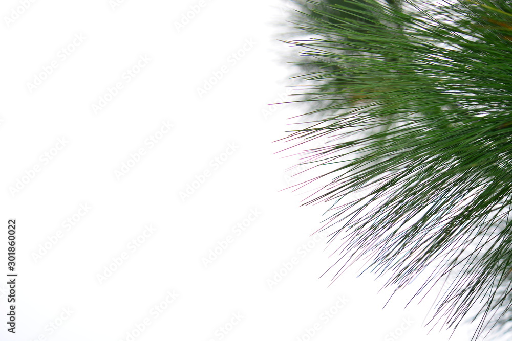 pine tree leaf with white background
