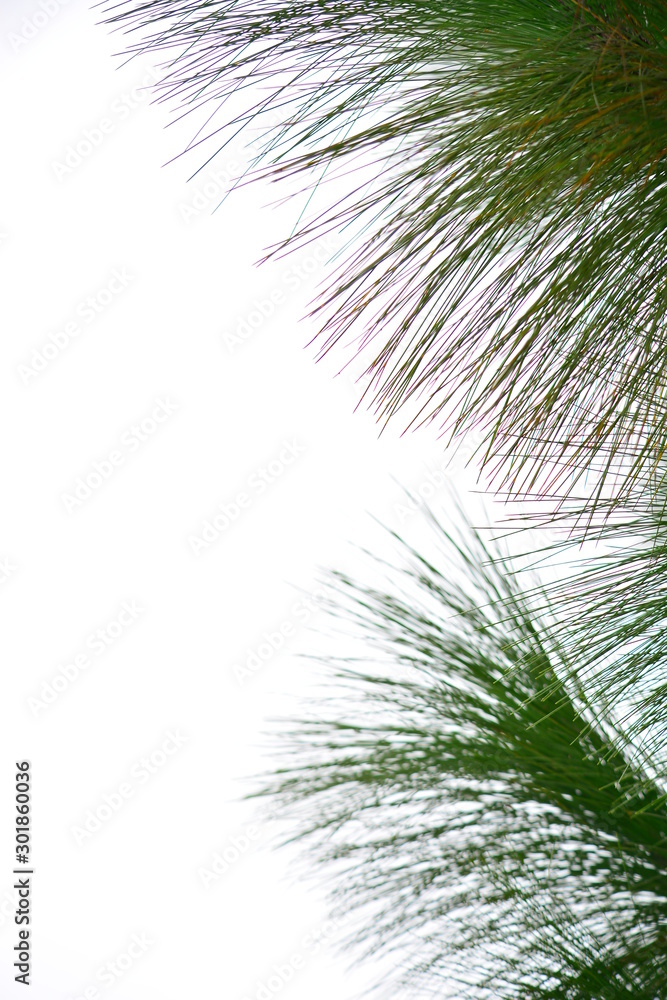 Fototapeta premium pine tree leaf with white background