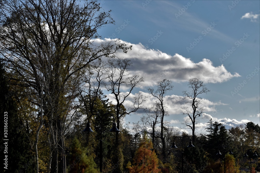 Clouds above forest trees