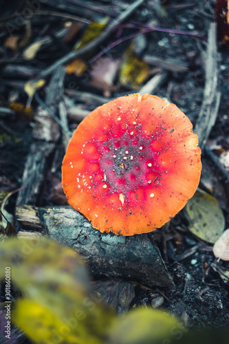 Single Agaric mushroom in a forest