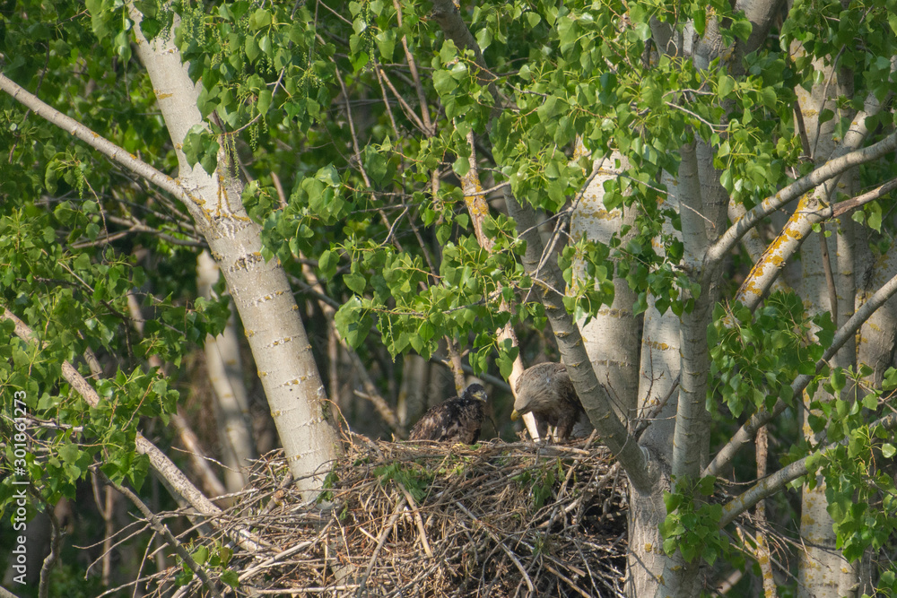 White-tailed eagle in the nest with small birds Haliaetus albicilla White-tailed eagle in the nest with small birds Haliaetus albicilla