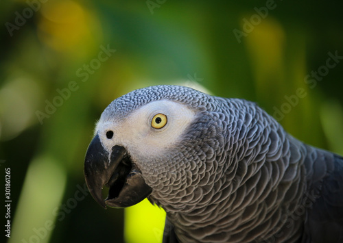 Grey Parrot, Bali Indonesia
