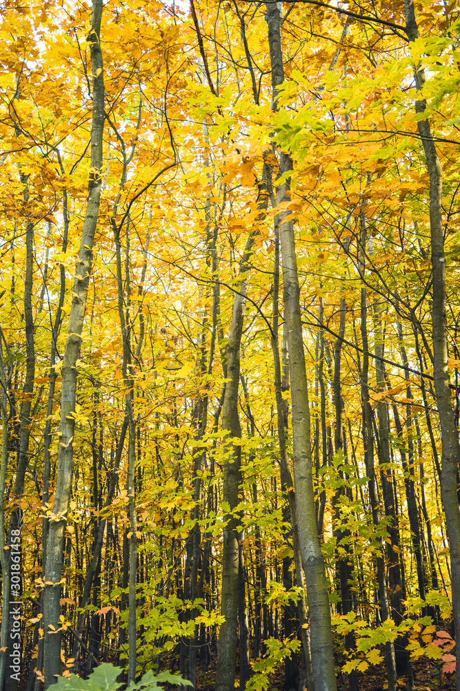 Fototapeta premium Autumnal forest with colorful leaves