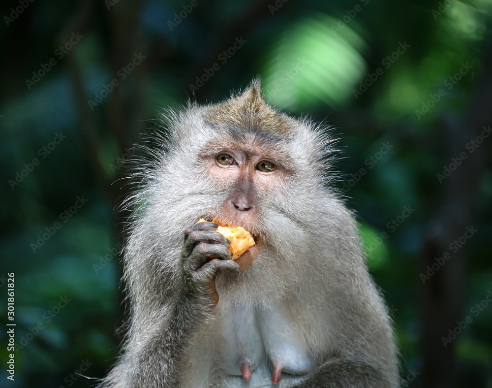 macaque portrait macaque portrait