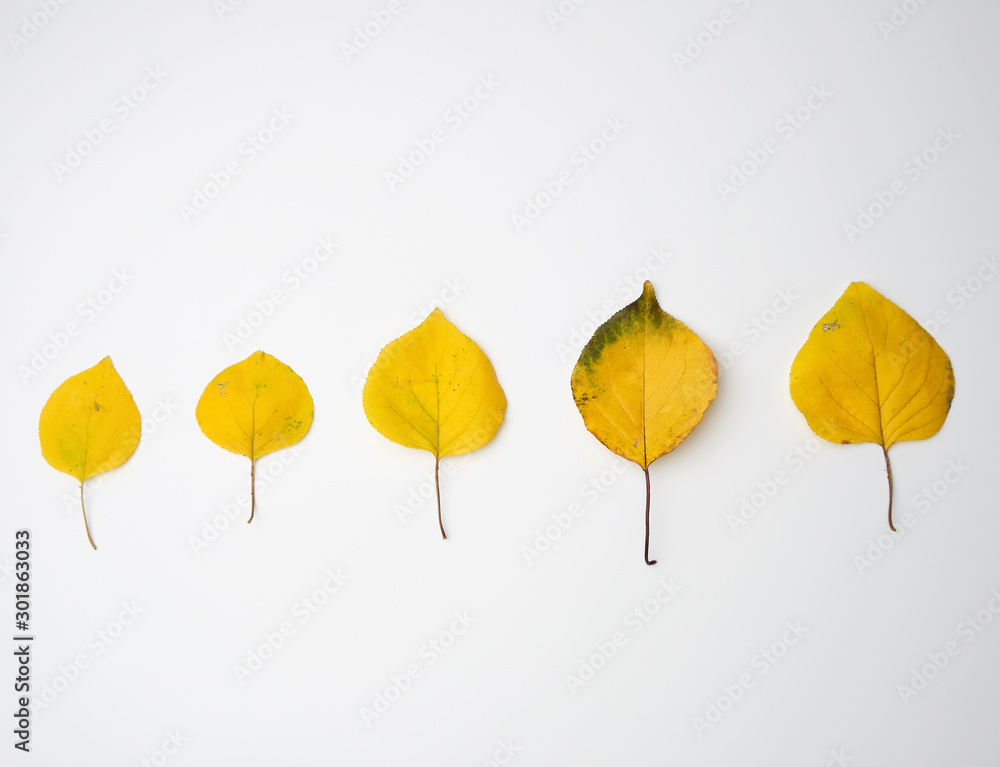 yellow dried apricot leaves on a white background