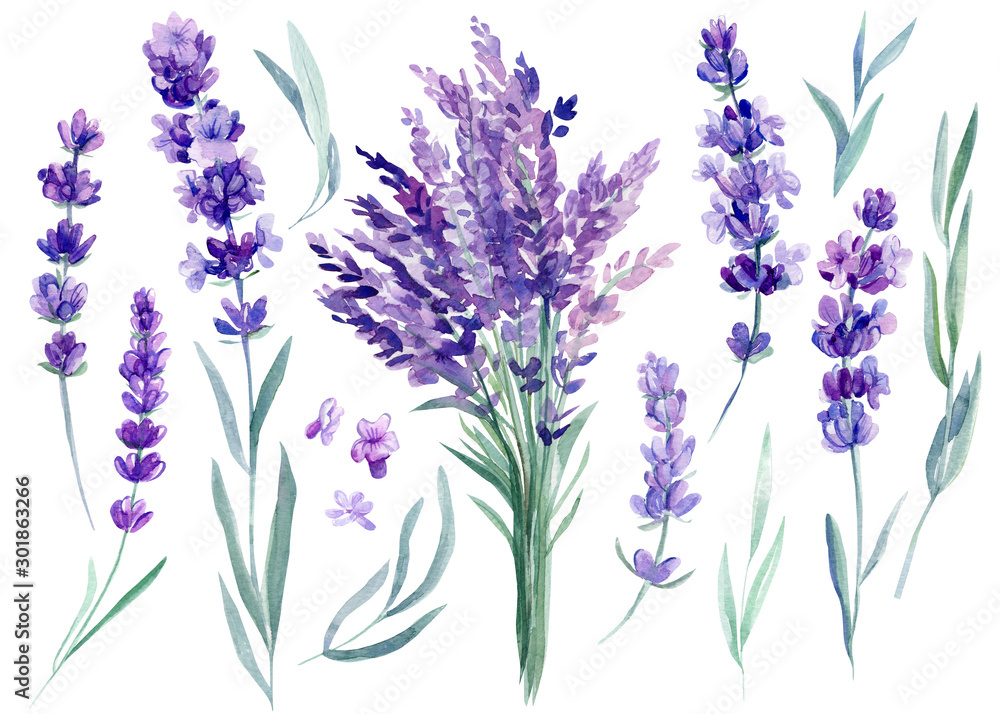 Naklejka premium set of lavender flowers, bouquet of lavender flowers on an isolated white background, watercolor illustration, hand drawing
