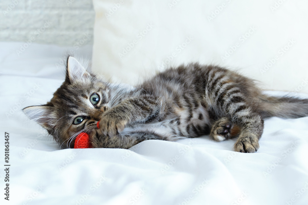A small gray kitten plays with paws in the form of a knitted toy heart. Lying on the bed.