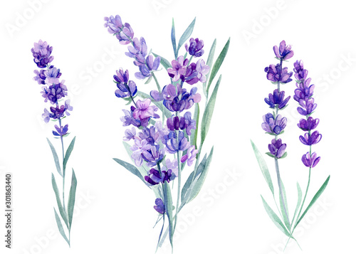 Wallpaper Mural set of lavender flowers, bouquet of lavender flowers on an isolated white backgr