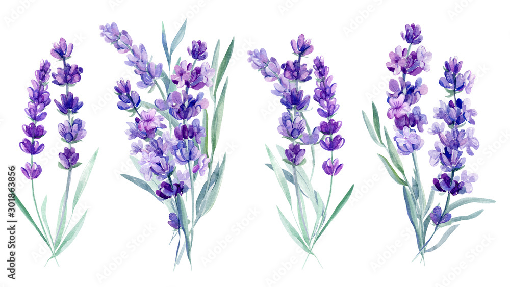 bouquet lavender flowers on an isolated white background, watercolor illustration, hand drawing