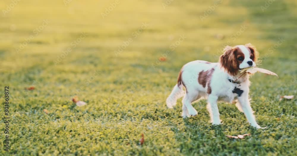 Woman Playing With Puppy In The Park. SLOW MOTION. Cavalier King Charles Spaniel baby dog enjoying sunny sunset outdoors, running and jumping with laughing girl. Pet and owner love. Woman Playing With Puppy In The Park. SLOW MOTION. Cavalier King Charles Spaniel baby dog enjoying sunny sunset outdoors, running and jumping with laughing girl. Pet and owner love.