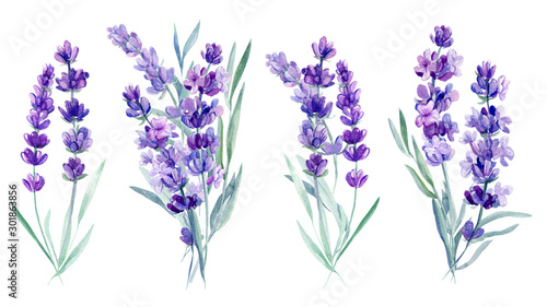 bouquet lavender flowers on an isolated white background  watercolor illustration  hand drawing