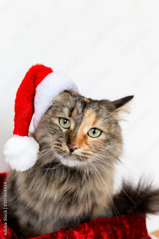 Portrait of emotional cat in Santa hat. Christmas cat in red new year cap Portrait of emotional cat in Santa hat. Christmas cat in red new year cap