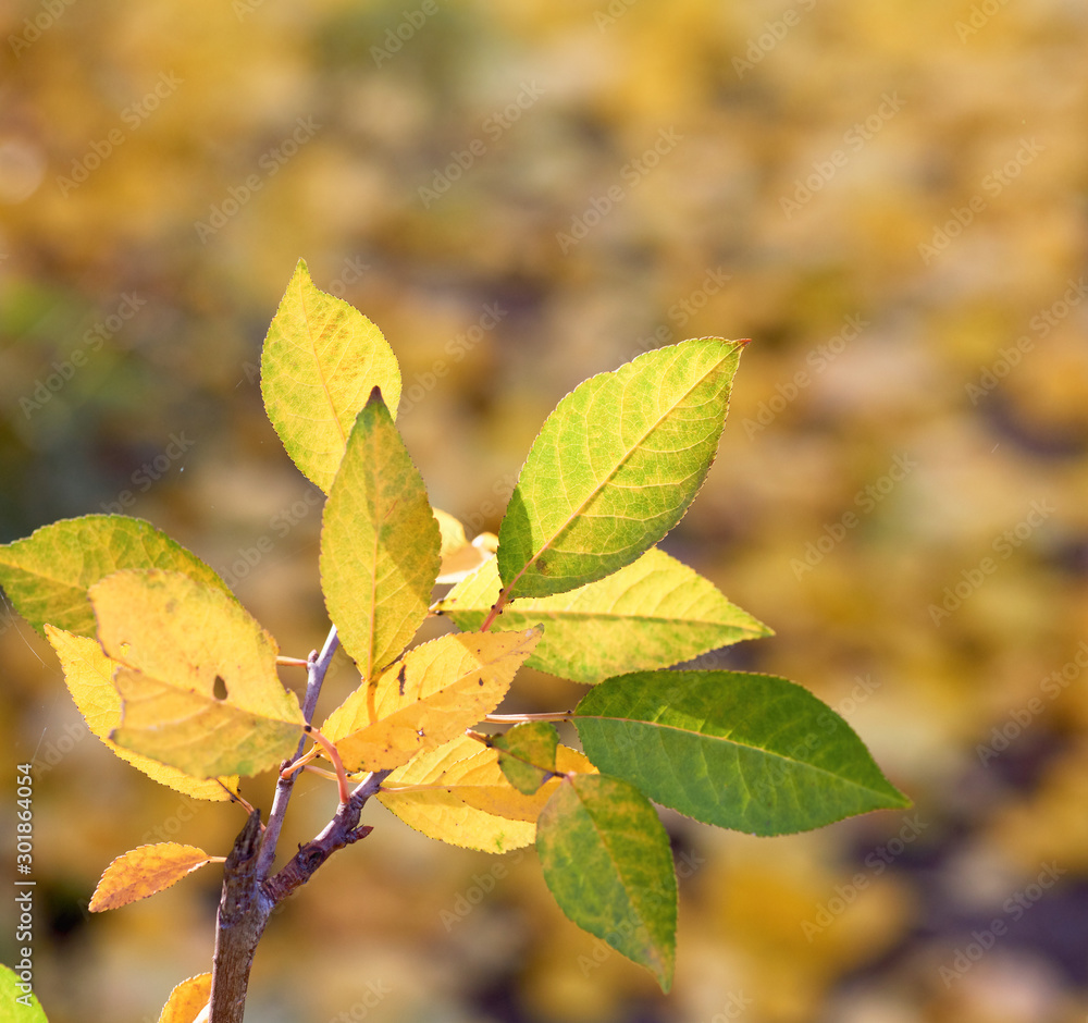 cherry branch with green and yellow leaves in autumn sunny day cherry branch with green and yellow leaves in autumn sunny day