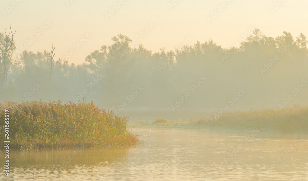 Reed along the edge of a lake in sunlight at sunrise in autumn Reed along the edge of a lake in sunlight at sunrise in autumn