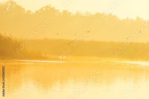 Fototapeta Naklejka Na Ścianę i Meble -  Reed along the edge of a lake in sunlight at sunrise in autumn