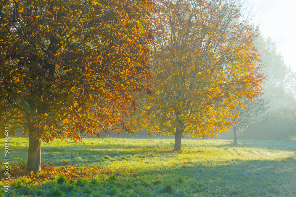 Naklejka premium Trees in fall colors in a green grassy field in sunlight in autumn