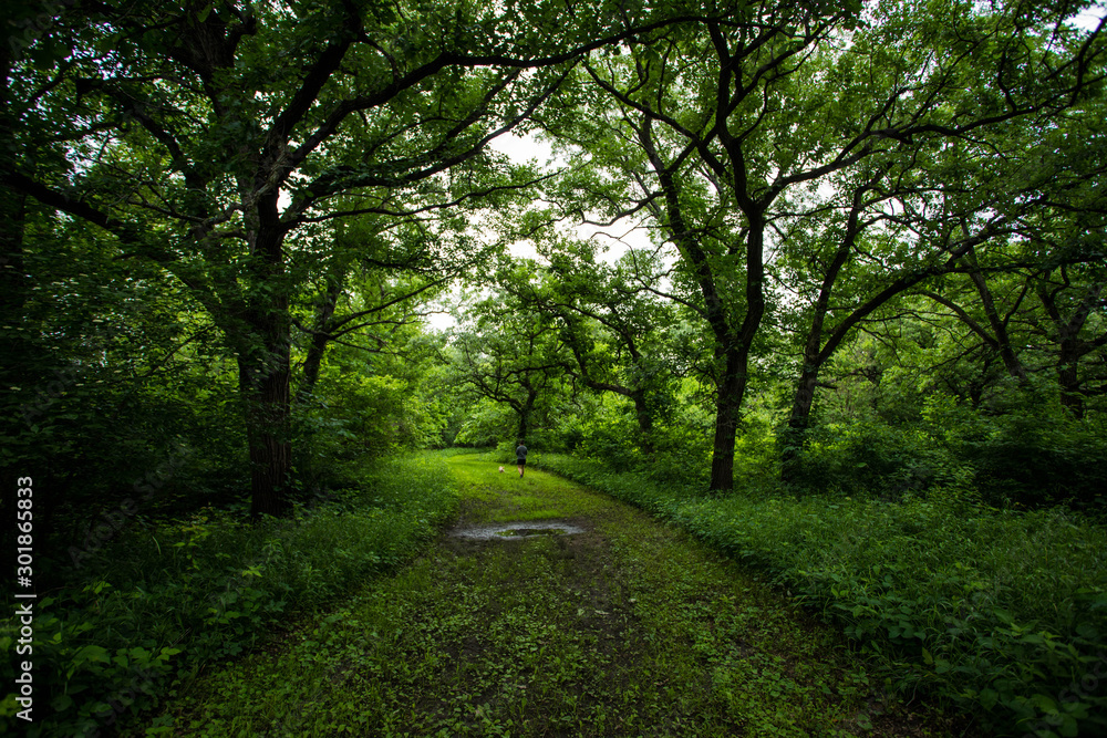 Fototapeta premium forest path