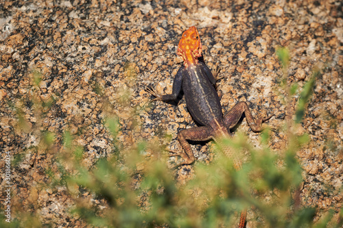 Male agama on a rock